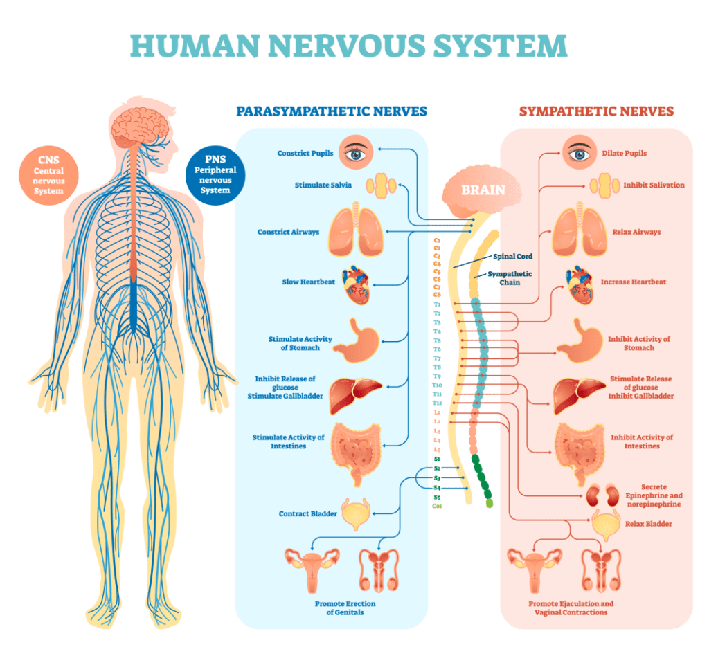 Diagram of the human Nervous System