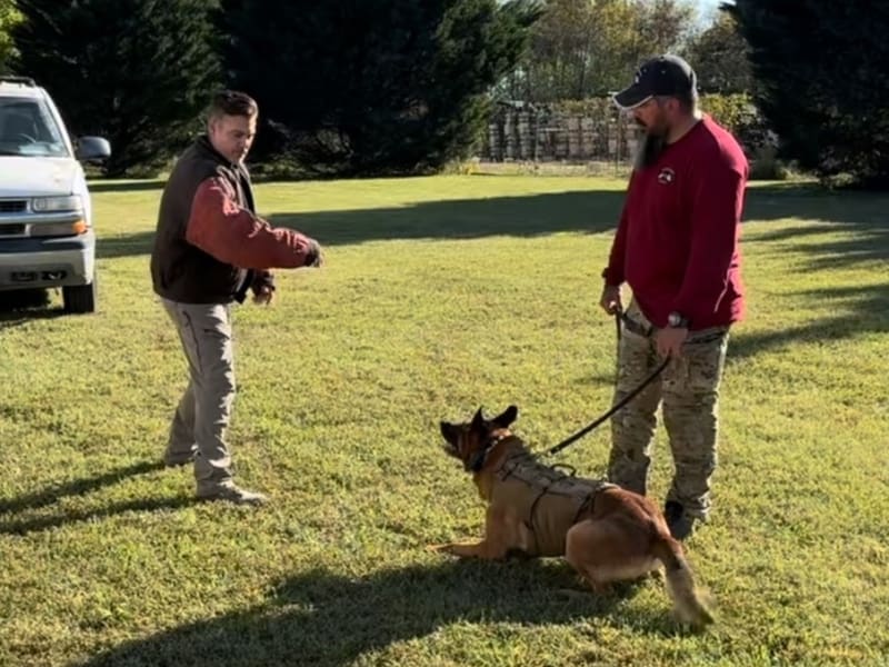 Dr Ryan prepares for dog attack